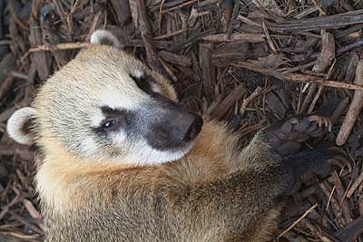 Aachener Zoo Aachener-Zoo-002